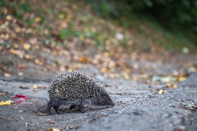 規支付方式 規支付方式