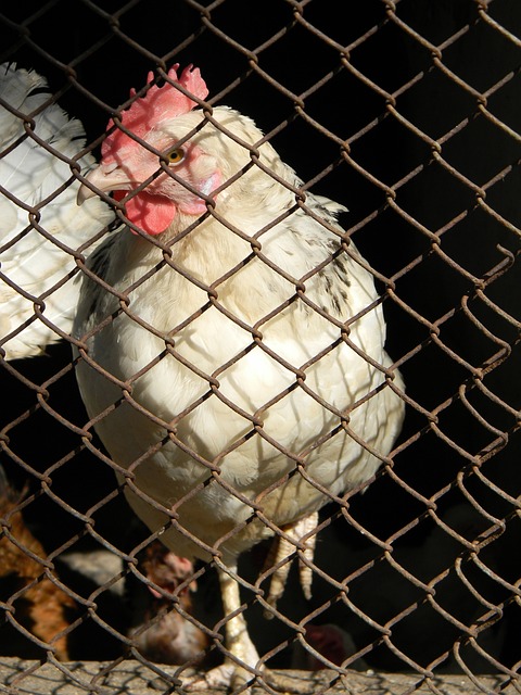 与深厚的乒 与深厚的乒