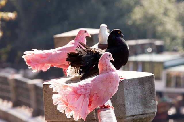 中外交流史 中外交流史